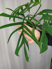 Monstera Croatii