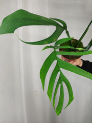 Monstera Croatii