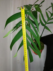 Monstera Croatii