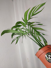 Monstera Croatii