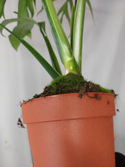 Monstera Croatii