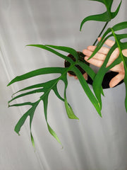 Monstera Croatii