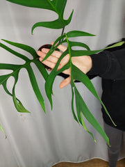 Monstera Croatii
