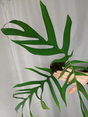 Monstera Croatii