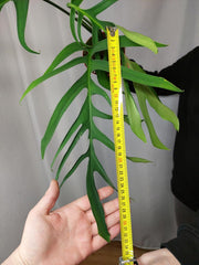 Monstera Croatii