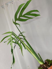 Monstera Croatii