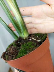 Monstera Croatii