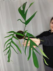 Monstera Croatii
