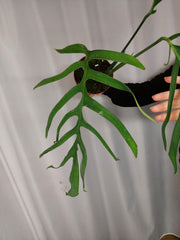 Monstera Croatii