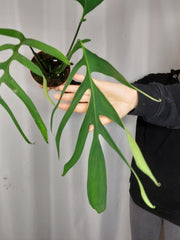 Monstera Croatii