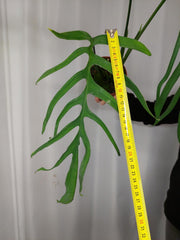 Monstera Croatii