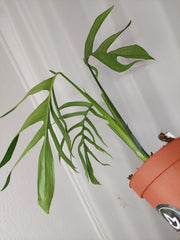 Monstera Croatii