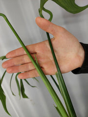 Monstera Croatii