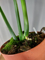 Monstera Croatii