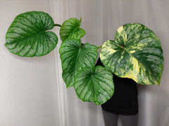 Philodendron Mamei Variegata vergrünt