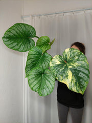 Philodendron Mamei Variegata vergrünt