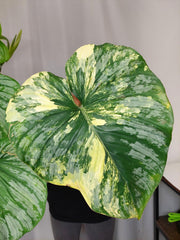 Philodendron Mamei Variegata vergrünt