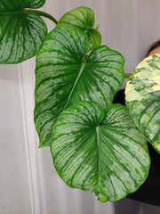 Philodendron Mamei Variegata vergrünt