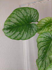 Philodendron Mamei Variegata vergrünt