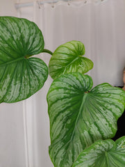 Philodendron Mamei Variegata vergrünt