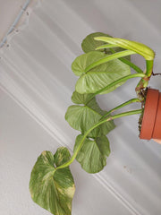 Philodendron Mamei Variegata vergrünt