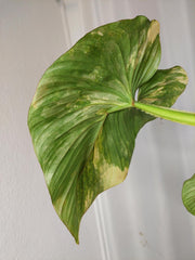 Philodendron Mamei Variegata vergrünt