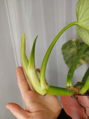 Philodendron Mamei Variegata vergrünt