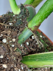 Philodendron Mamei Variegata vergrünt