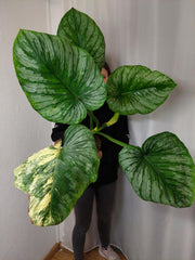 Philodendron Mamei Variegata vergrünt