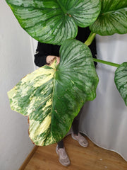 Philodendron Mamei Variegata vergrünt
