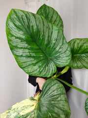 Philodendron Mamei Variegata vergrünt