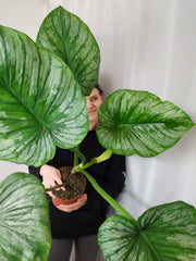 Philodendron Mamei Variegata vergrünt