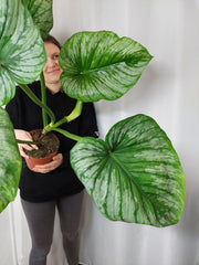 Philodendron Mamei Variegata vergrünt