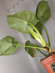 Philodendron Mamei Variegata vergrünt