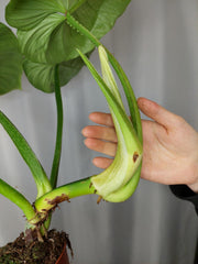 Philodendron Mamei Variegata vergrünt