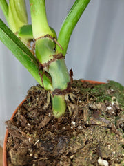 Philodendron Mamei Variegata vergrünt