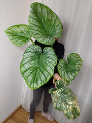 Philodendron Mamei Variegata vergrünt