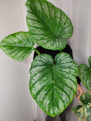 Philodendron Mamei Variegata vergrünt