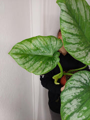 Philodendron Mamei Variegata vergrünt