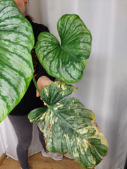 Philodendron Mamei Variegata vergrünt