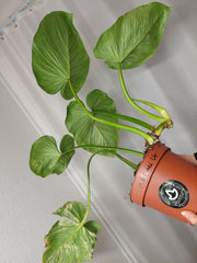 Philodendron Mamei Variegata vergrünt