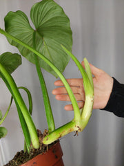 Philodendron Mamei Variegata vergrünt