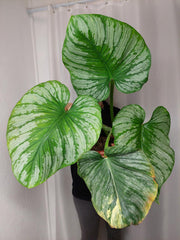 Philodendron Mamei Variegata vergrünt