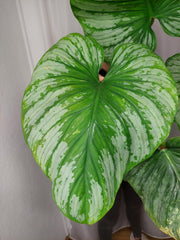 Philodendron Mamei Variegata vergrünt