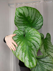 Philodendron Mamei Variegata vergrünt