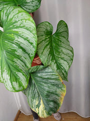 Philodendron Mamei Variegata vergrünt