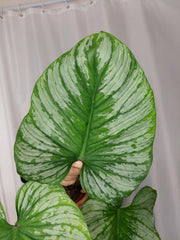Philodendron Mamei Variegata vergrünt