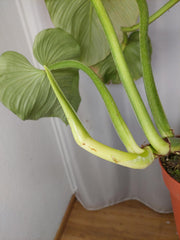 Philodendron Mamei Variegata vergrünt