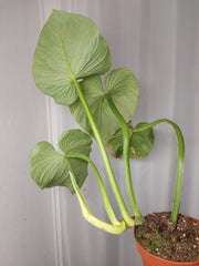 Philodendron Mamei Variegata vergrünt