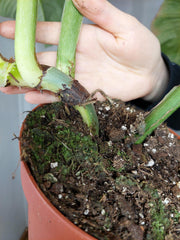 Philodendron Mamei Variegata vergrünt